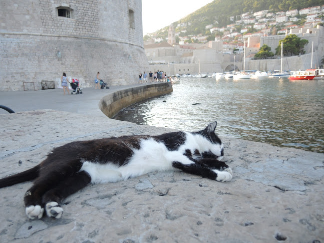 cat-at-dubronik