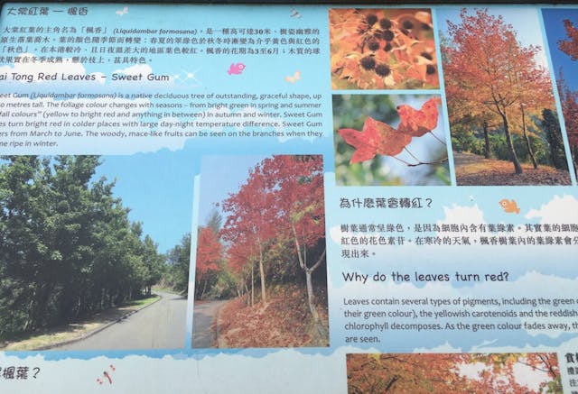 香港本土的楓樹名叫楓香,葉子如圖中所示,葉掌只分成三裂。(作者提供)