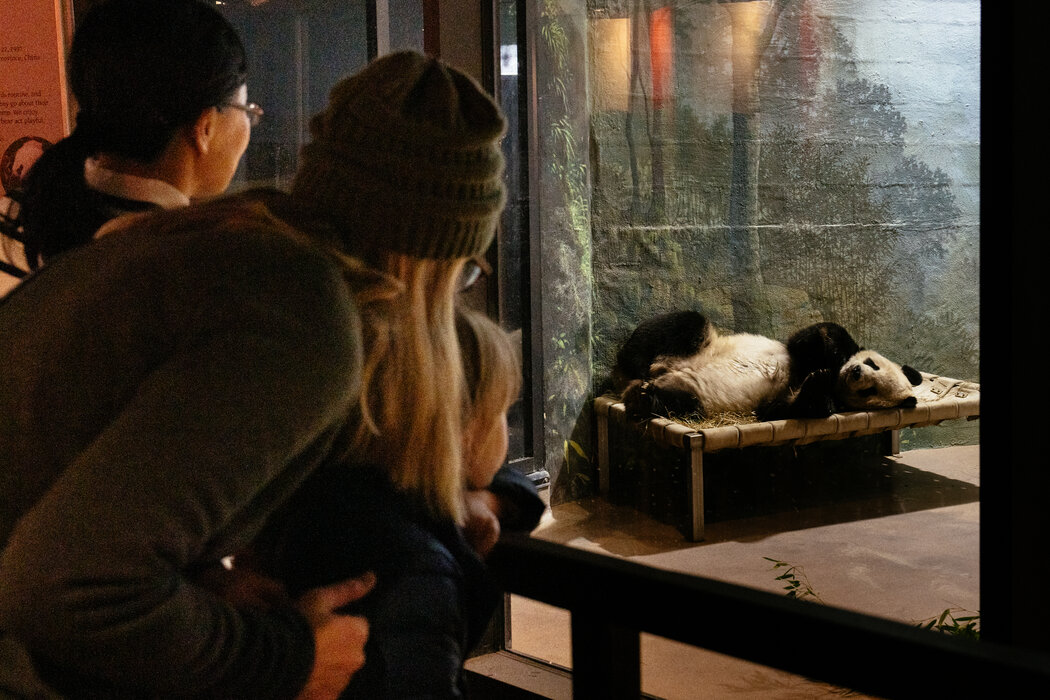 去年,成千上萬的遊客前往動物園與大熊貓告別。