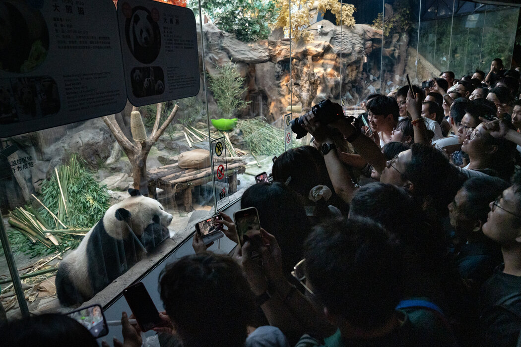 9月，遊客在北京動物園拍攝熊貓。