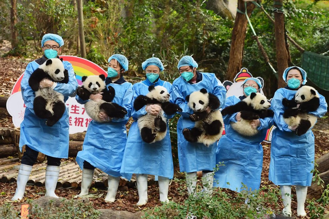 2022年,中國成都大熊貓繁育研究基地,熊貓飼養員抱著幼崽。