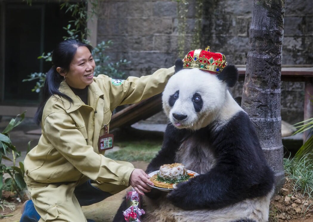 1987年在聖地亞哥表演的熊貓巴斯,2015年她在中國福州的熊貓研究中心度過了35歲生日。她在美國逗留的六個月期間吸引了大約250萬遊客。