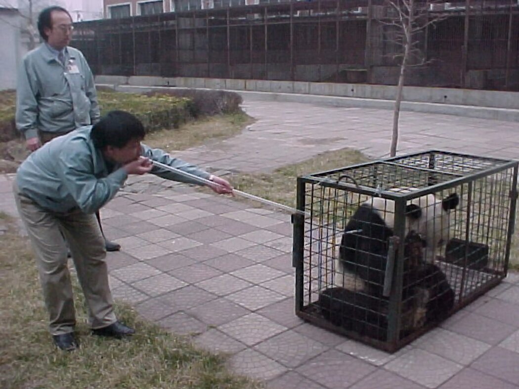 1999年,北京,一隻被關在籠子裡的熊貓正在接受麻醉。麻醉槍投藥在獸醫學中並不罕見,但人工繁殖過程中,這一部分很少被看到或被討論。