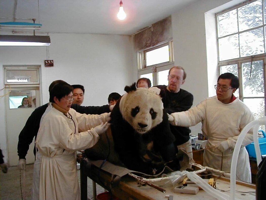 2000年2月在中國,一隻熊貓在進行醫療操作期間處於甦醒狀態。尚不清楚這張照片中的熊貓的狀況,但這一時期的記錄顯示,動物在可能十分痛苦的人工繁殖過程中是部分清醒的。