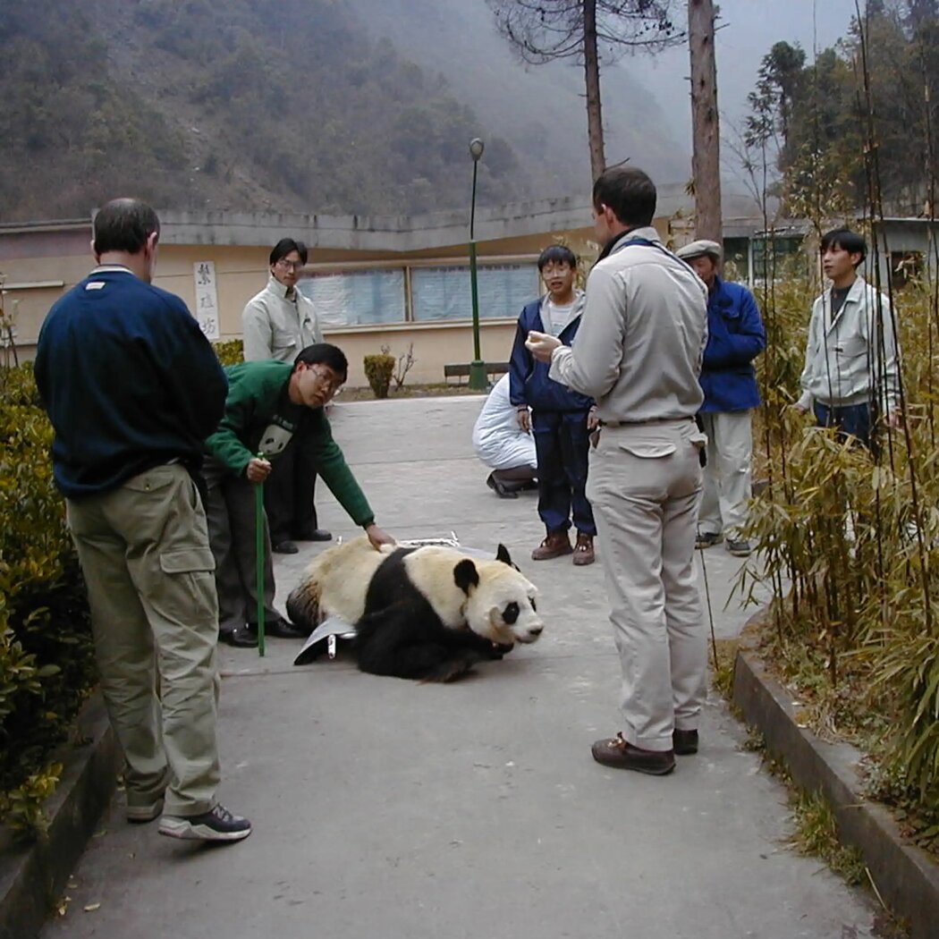 1999年3月,一隻熊貓從麻醉中醒來,當時美國和中國的研究人員正在進行一項關於熊貓繁殖的開創性研究。