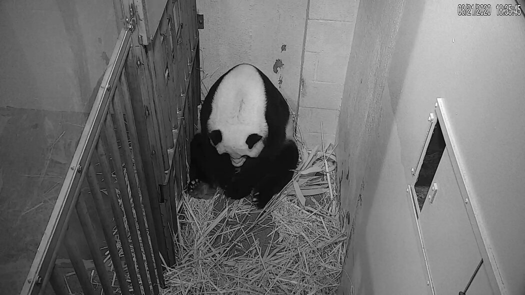 美國國家動物園提供的一段影片顯示分娩後的美香,影片拍攝於2020年。