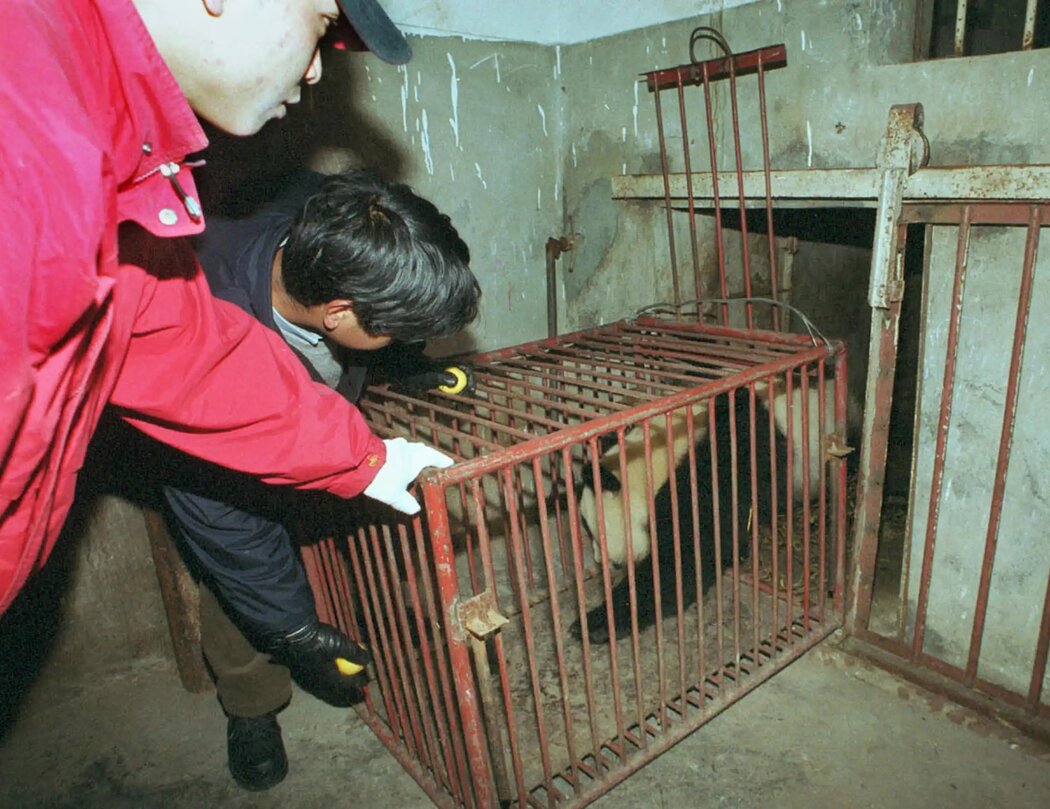 2000年,大熊貓美香被從位於四川卧龍的中國大熊貓保護研究中心帶出,準備運往華盛頓的國家動物園。