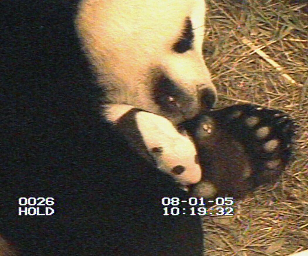 2005年8月1日,在華盛頓的史密森尼國家動物園,三週大的大熊貓幼崽和媽媽美香正在打盹。