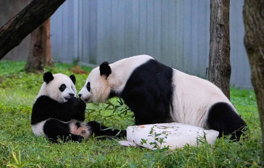 2021年,在華盛頓的國家動物園,熊貓寶寶小奇蹟和媽媽美香一起慶祝他的第一個生日。