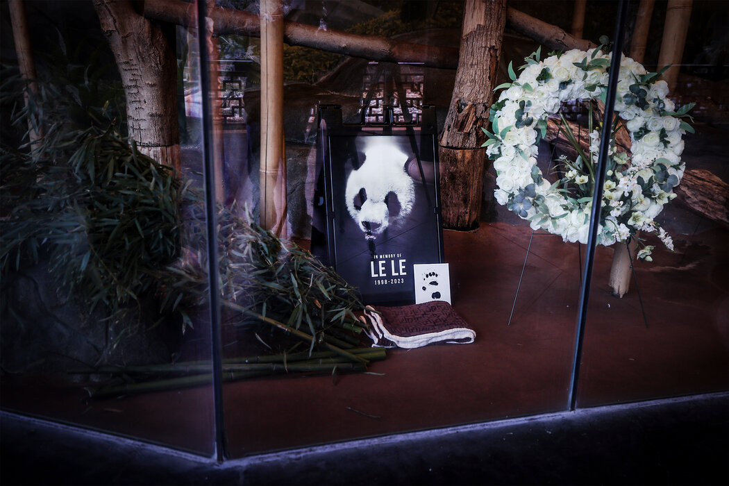 紀念去年在孟菲斯動物園去世大熊貓樂樂的物品。