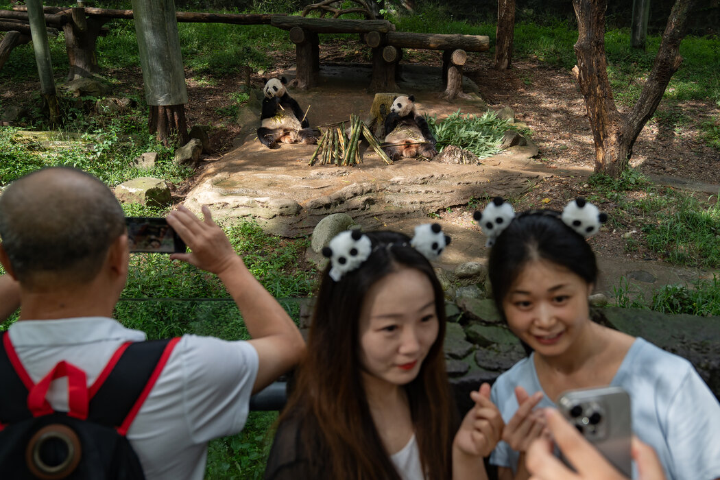 9月,中國西南部都江堰的熊貓保護研究中心。華盛頓國家動物園的一位生物保護學家說,中國把捐贈者的錢用在了刀刃上。