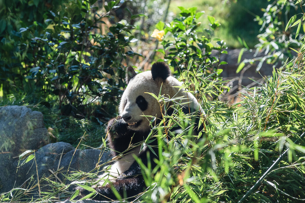 8月，聖地亞哥動物園的雌性熊貓鑫寶。