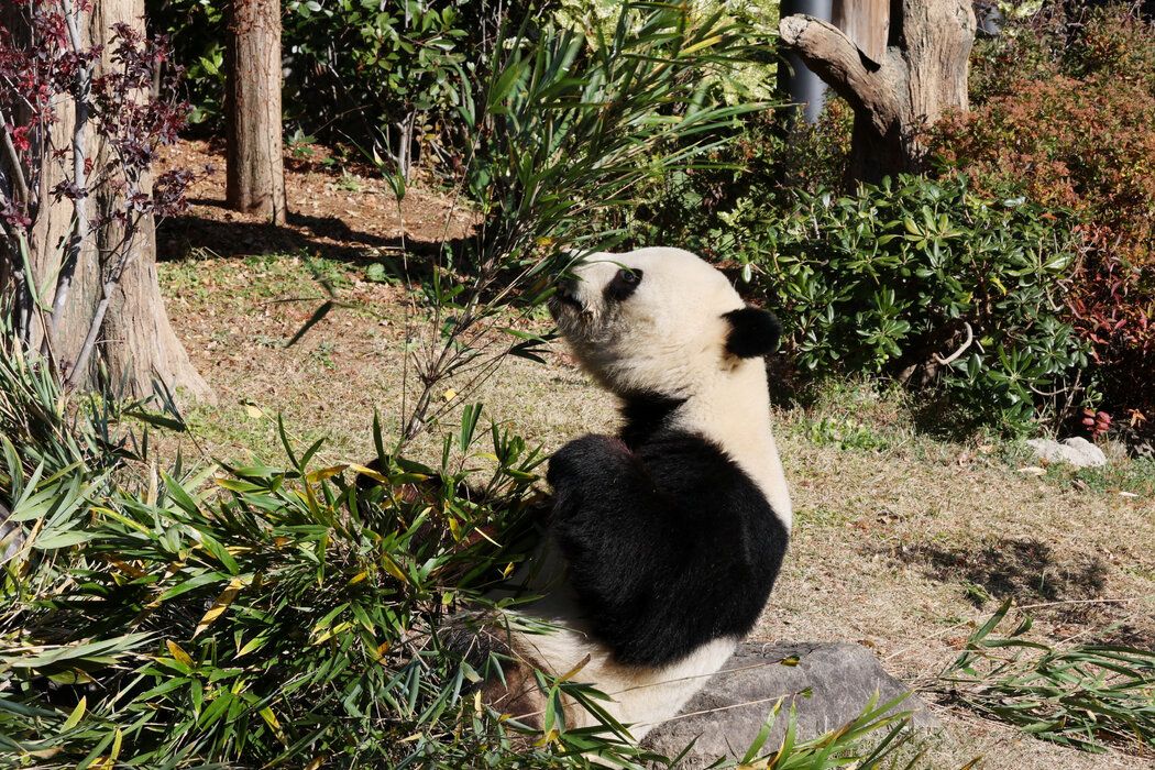 週二,上野動物園的曉曉。