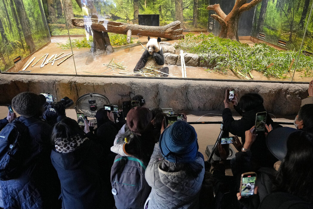 週二，遊客們在東京上野動物園觀看該園兩隻大熊貓之中的蕾蕾。