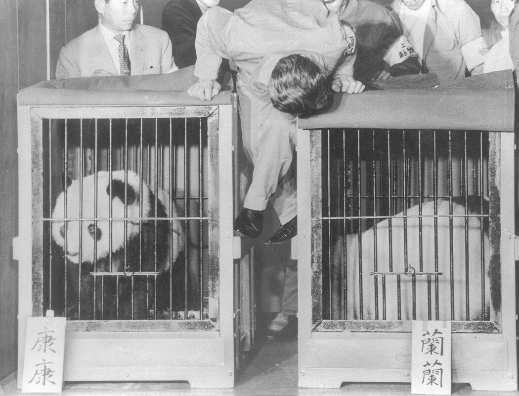 1972年,為慶祝中日建交,大熊貓康康(左)和蘭蘭從中國抵達上野動物園。