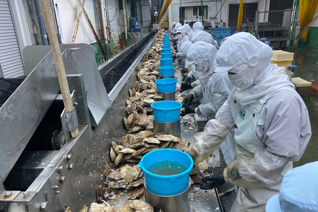 北海道扇貝加工公司Kyuichi的對華出口曾占其總銷售額的四分之一,直到發貨突然中斷。