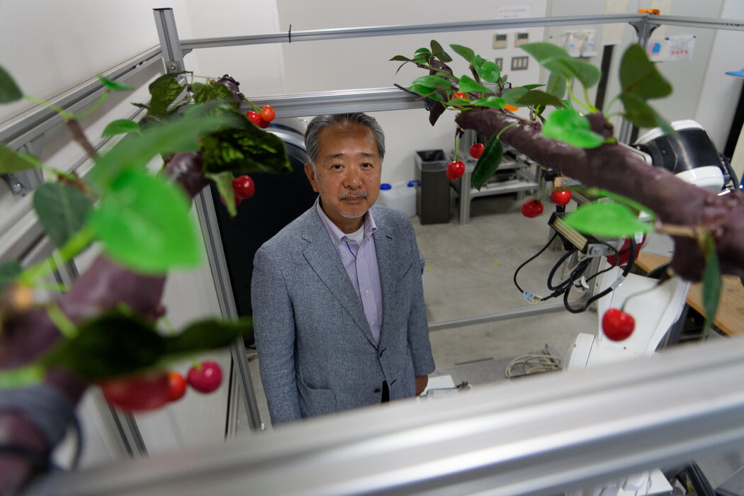 山形大學機器人與機電一體化教授妻木勇一設計了這款櫻桃採摘機器人。