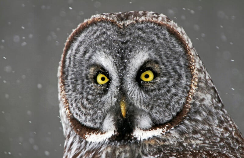 A close-up of a great grey owl with bright yellow eyes and mottled grey and brown feathers, staring directly at the camera as snow falls around it.