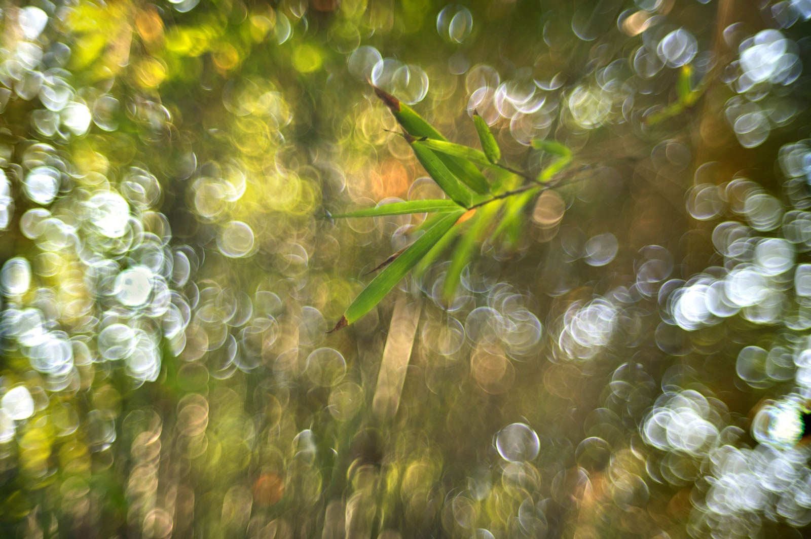 A few green bamboo leaves are in focus in the center, surrounded by a blurred, colorful background with circular light bokeh effects.