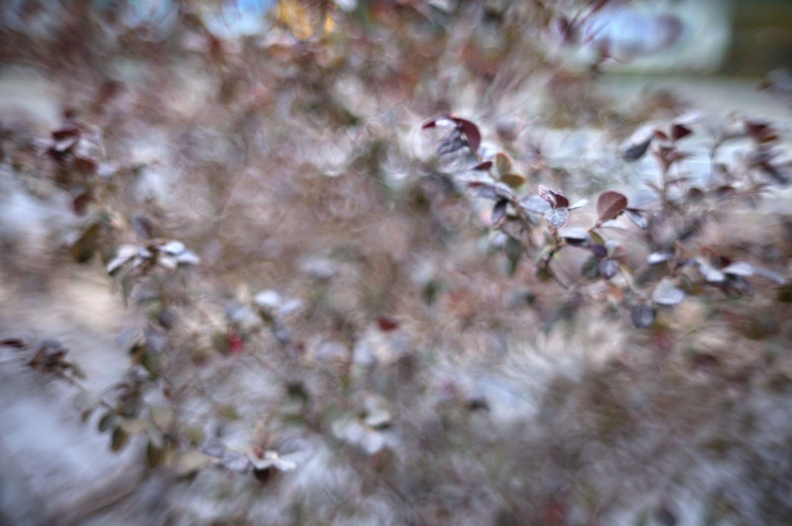 A close-up of a bush with small leaves, mostly out of focus, creating a blurry and dreamy effect. The background is indistinct due to the shallow depth of field.