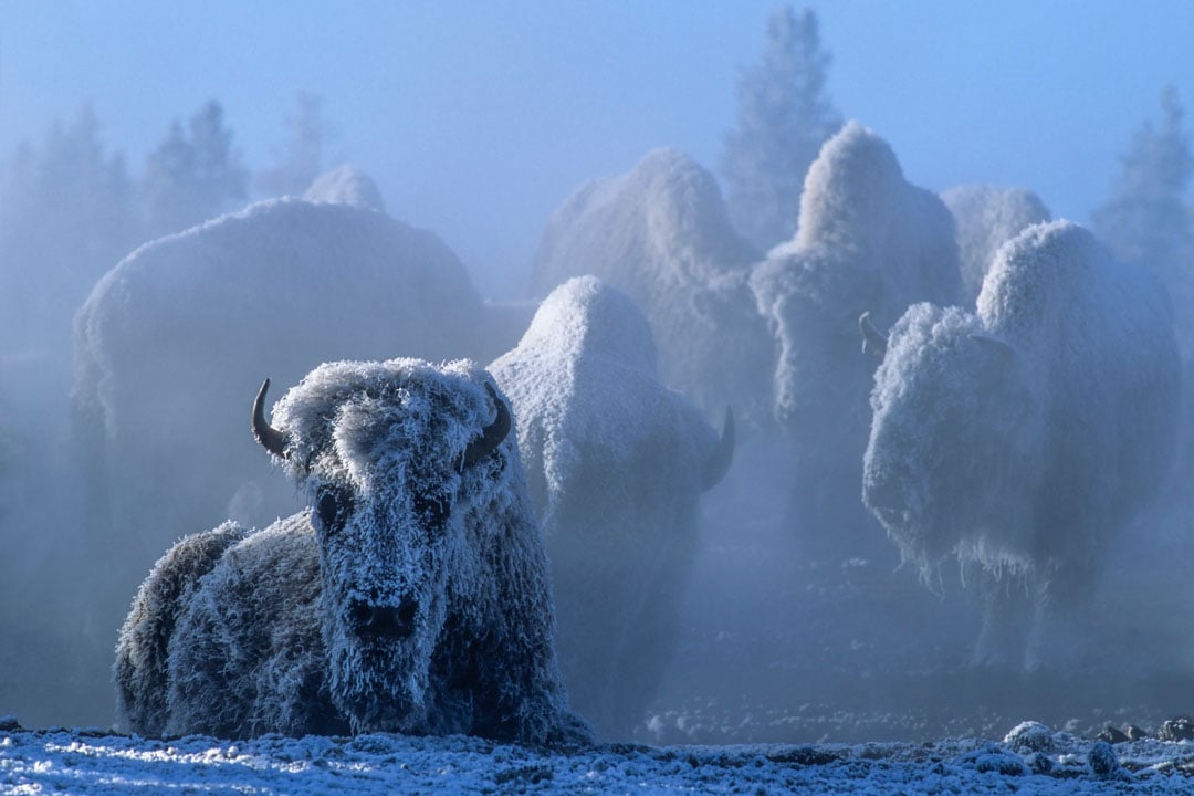 Frost-covered bison rest and stand together in a wintry, misty landscape with snow on the ground and trees blurred in the background.