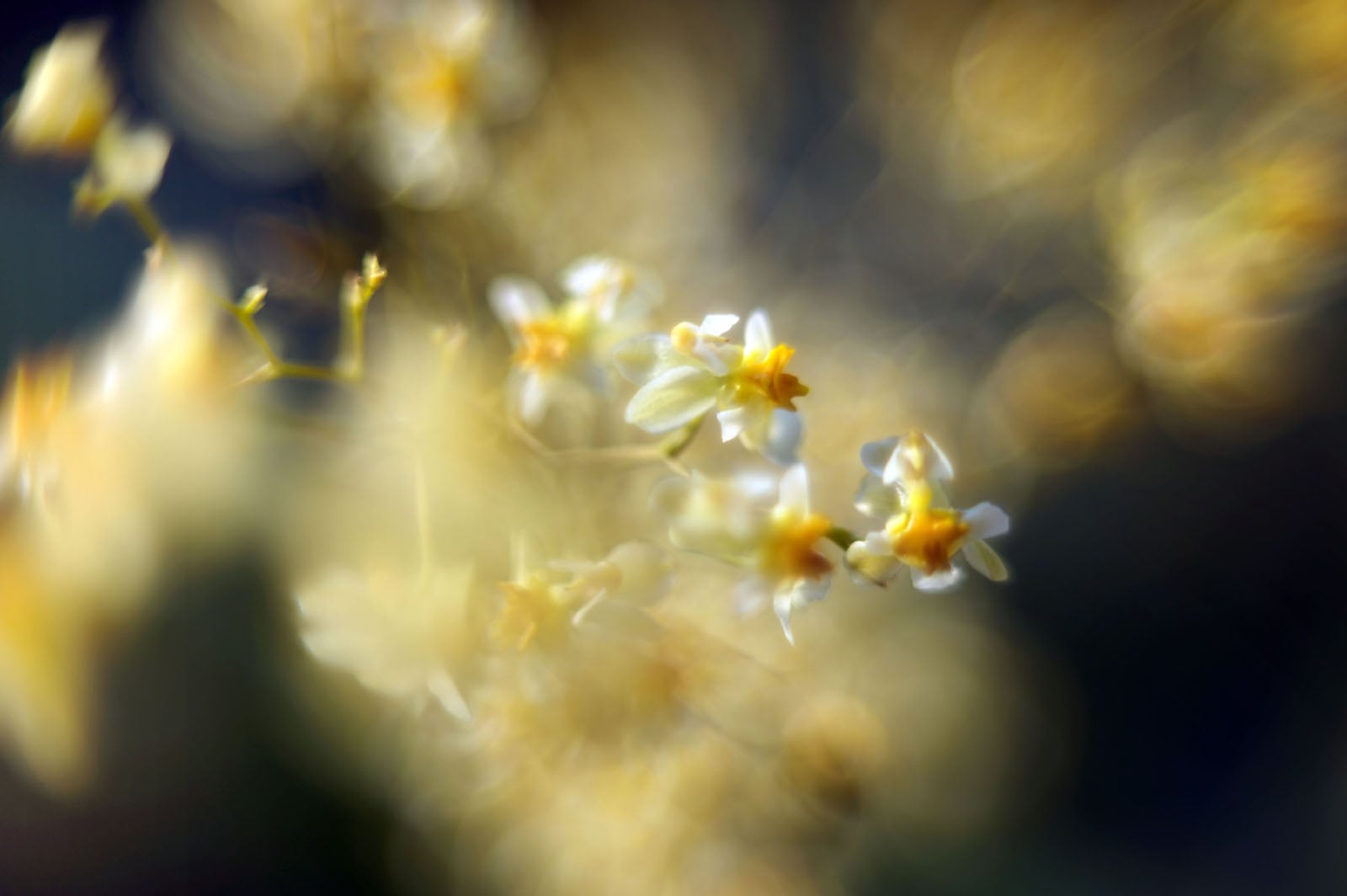 Close-up of small, white and yellow flowers with a soft, dreamy, and blurred background, creating a gentle, abstract effect.
