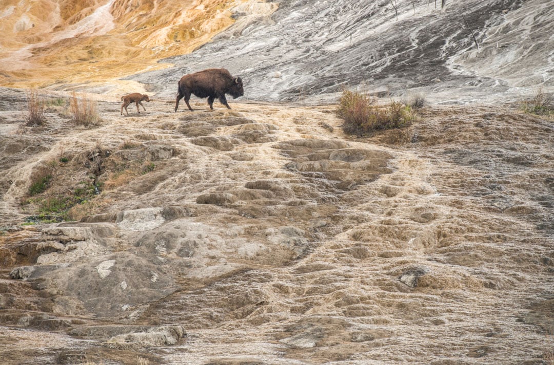 A bison and its calf walk side by side across a rocky, textured landscape with patches of dry grass and sparse vegetation under a cloudy sky.