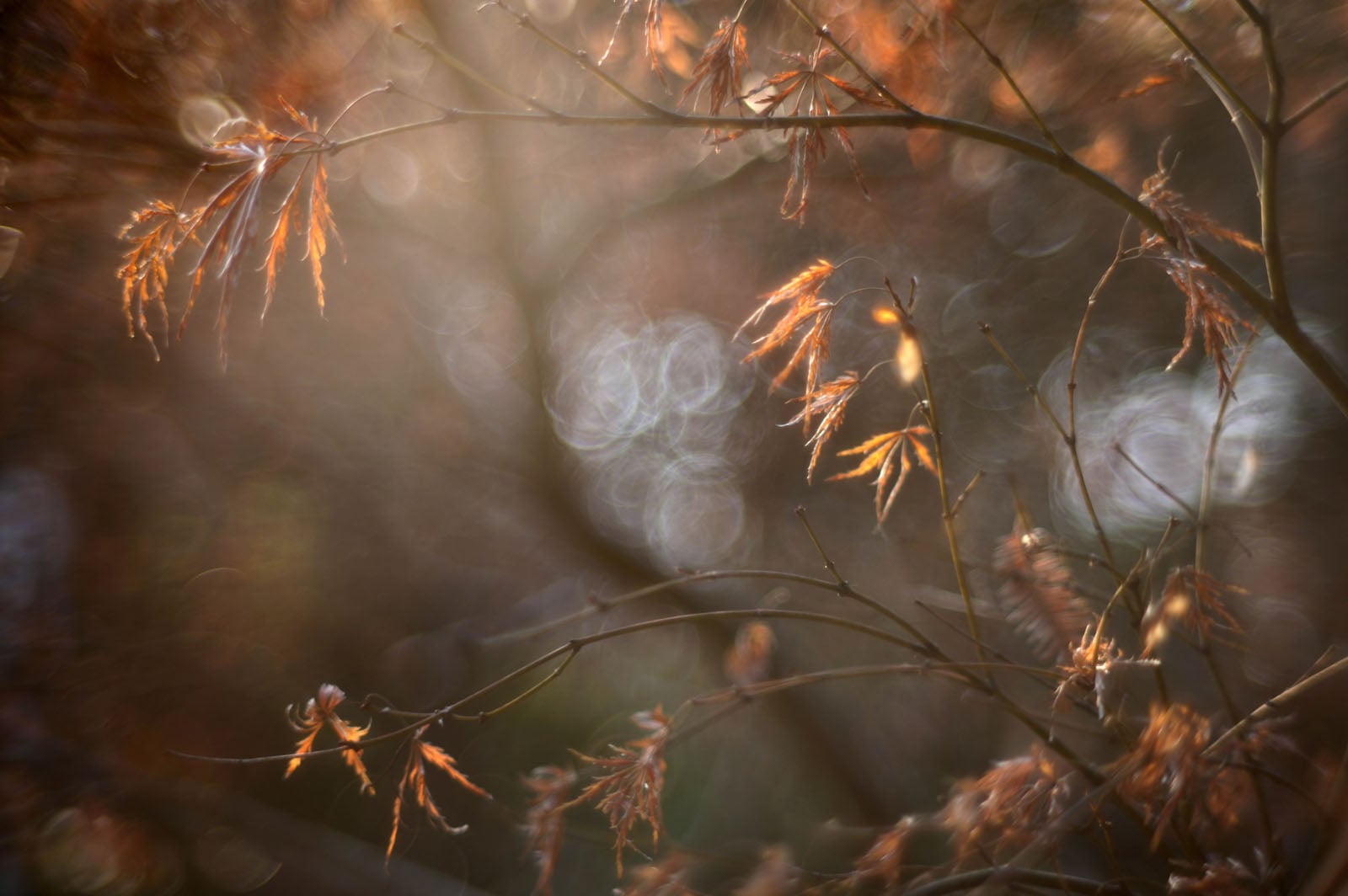 Sunlight filters through thin, delicate tree branches with dried leaves, creating a soft, dreamy effect and circular light bokeh in the blurred background.