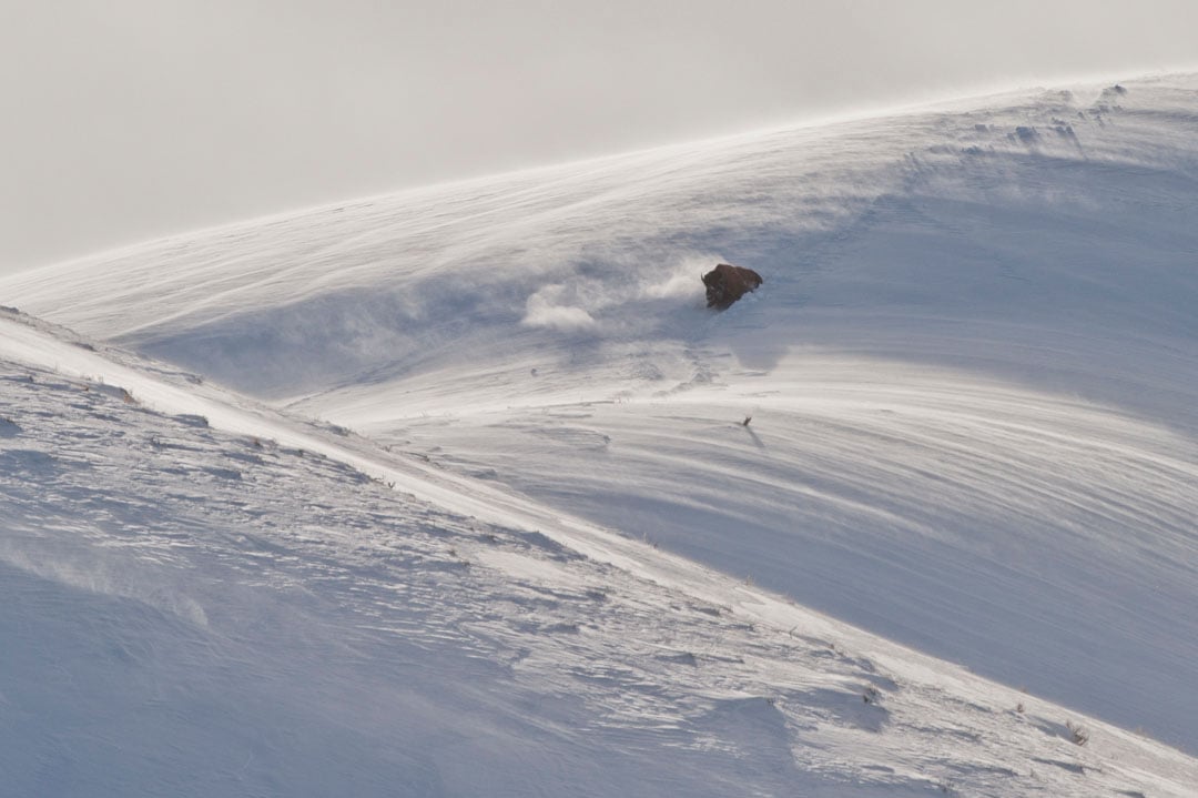 A bison walks through deep snow on a windswept, snowy hill, leaving a trail behind. The scene is bright and serene, with smooth snowdrifts and gentle contours.