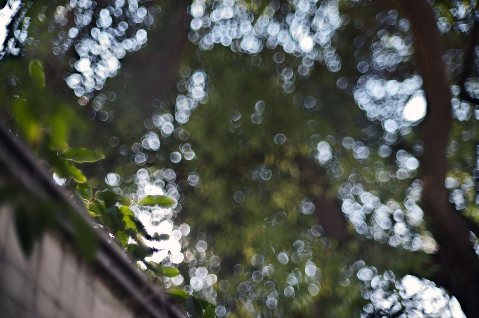 Out-of-focus view of green leaves and tree branches with circular bokeh light effects, creating a soft and dreamy atmosphere.