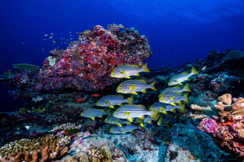 A school of striped yellow fish swims near colorful coral reefs underwater. The water is clear and blue, with various corals and marine life visible in the vibrant scene.