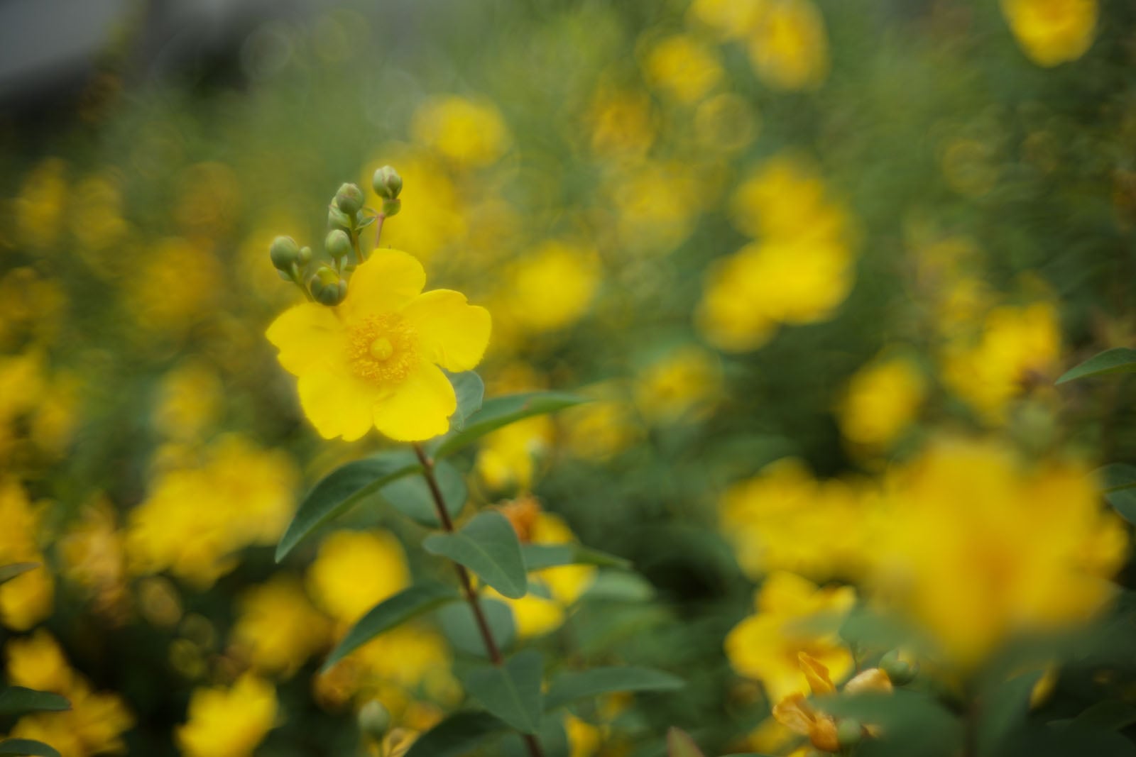 A single yellow flower with green buds is in sharp focus, surrounded by a blurred background filled with more yellow flowers and greenery.