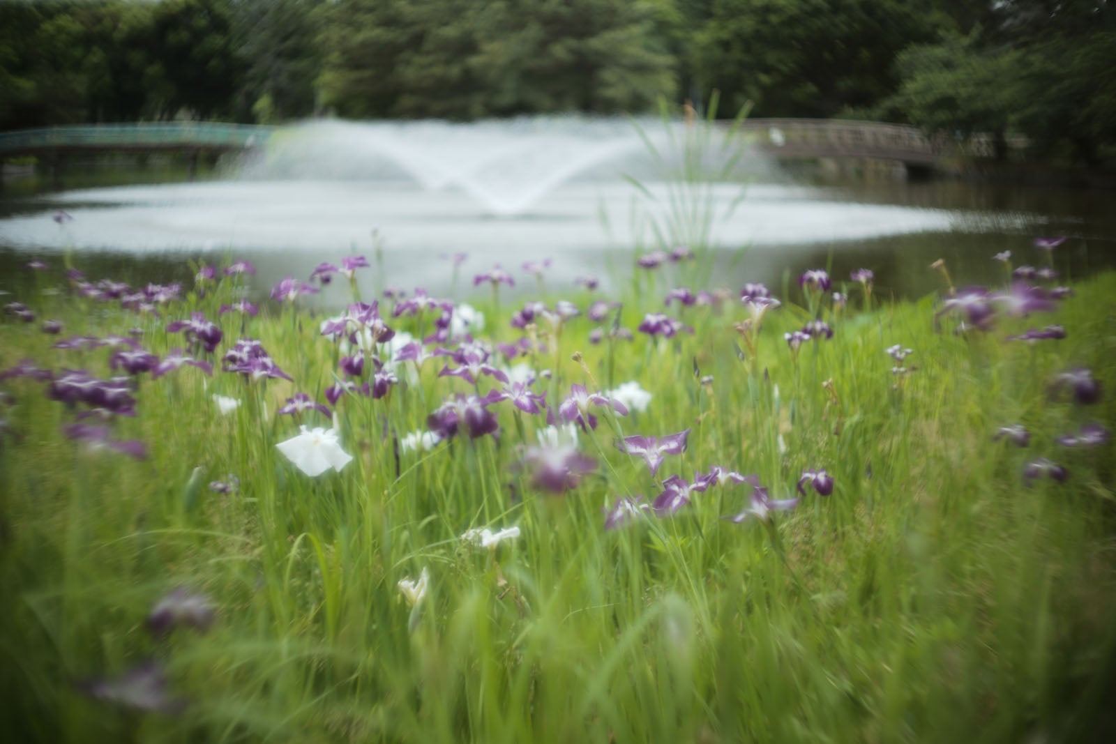 Purple and white wildflowers grow in a grassy field with a blurred water fountain and trees in the background, creating a soft, dreamy atmosphere.