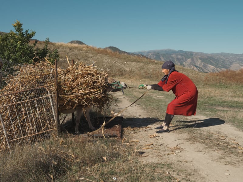 A woman in a red dress pulls a loaded donkey carrying bundles of dried plants along a dirt path in a rural, hilly landscape under a clear blue sky.