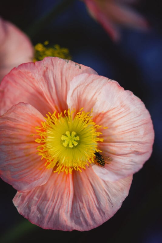A close-up of a pink poppy flower with delicate, crinkled petals and a yellow center. A small black insect is resting on the yellow stamen. The background is dark and blurred.