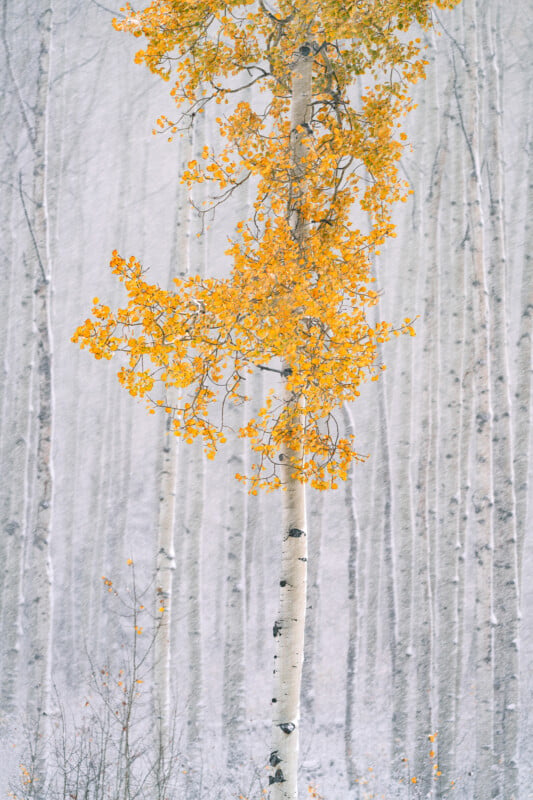A tall birch tree with yellow autumn leaves stands alone in a snowy forest, surrounded by leafless, pale tree trunks in the background.