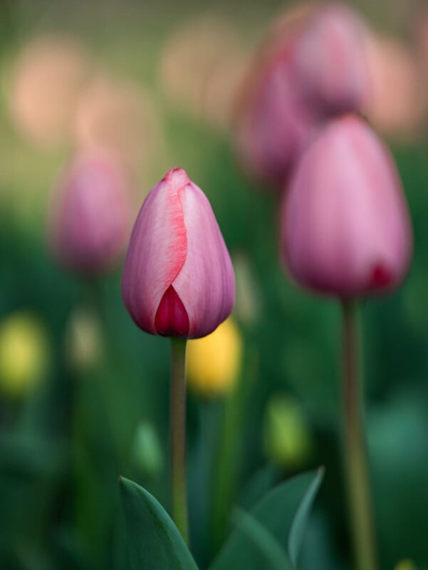 A close-up of a pink tulip bud in focus, surrounded by other pink and yellow tulips with green stems and leaves, set against a soft, blurred background.