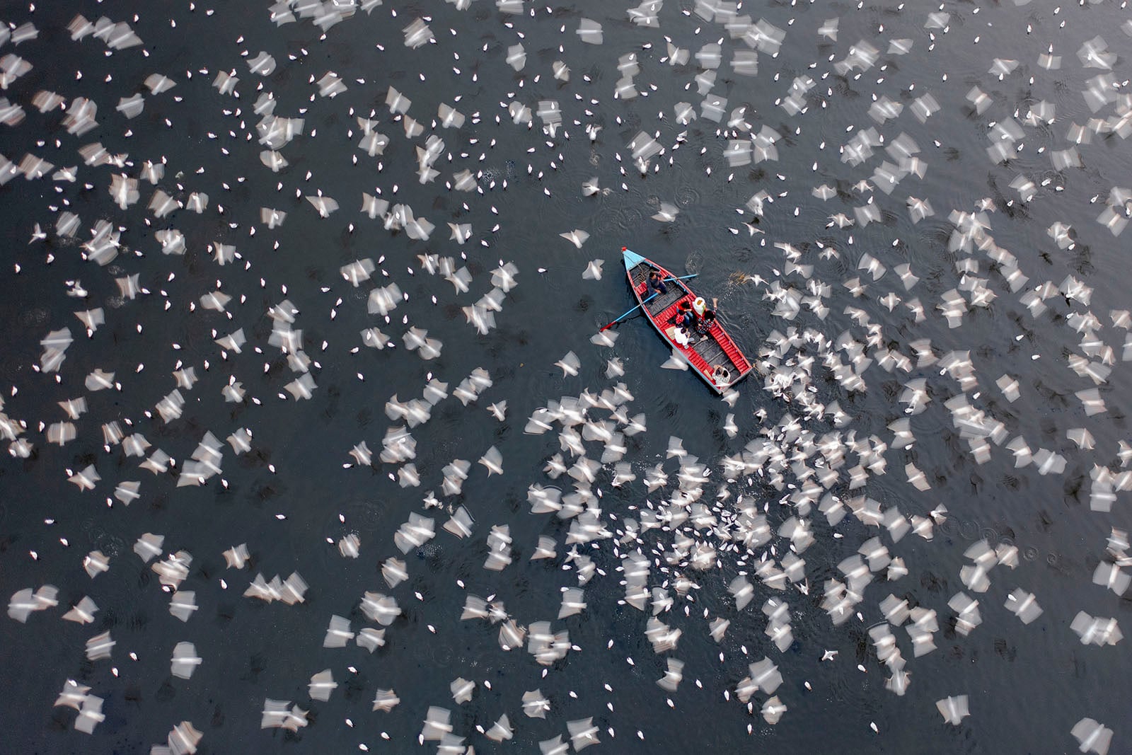 Aerial view of a small red and blue boat with two people on a dark body of water, surrounded by hundreds of white birds in flight, creating a dynamic, swirling pattern around the boat.