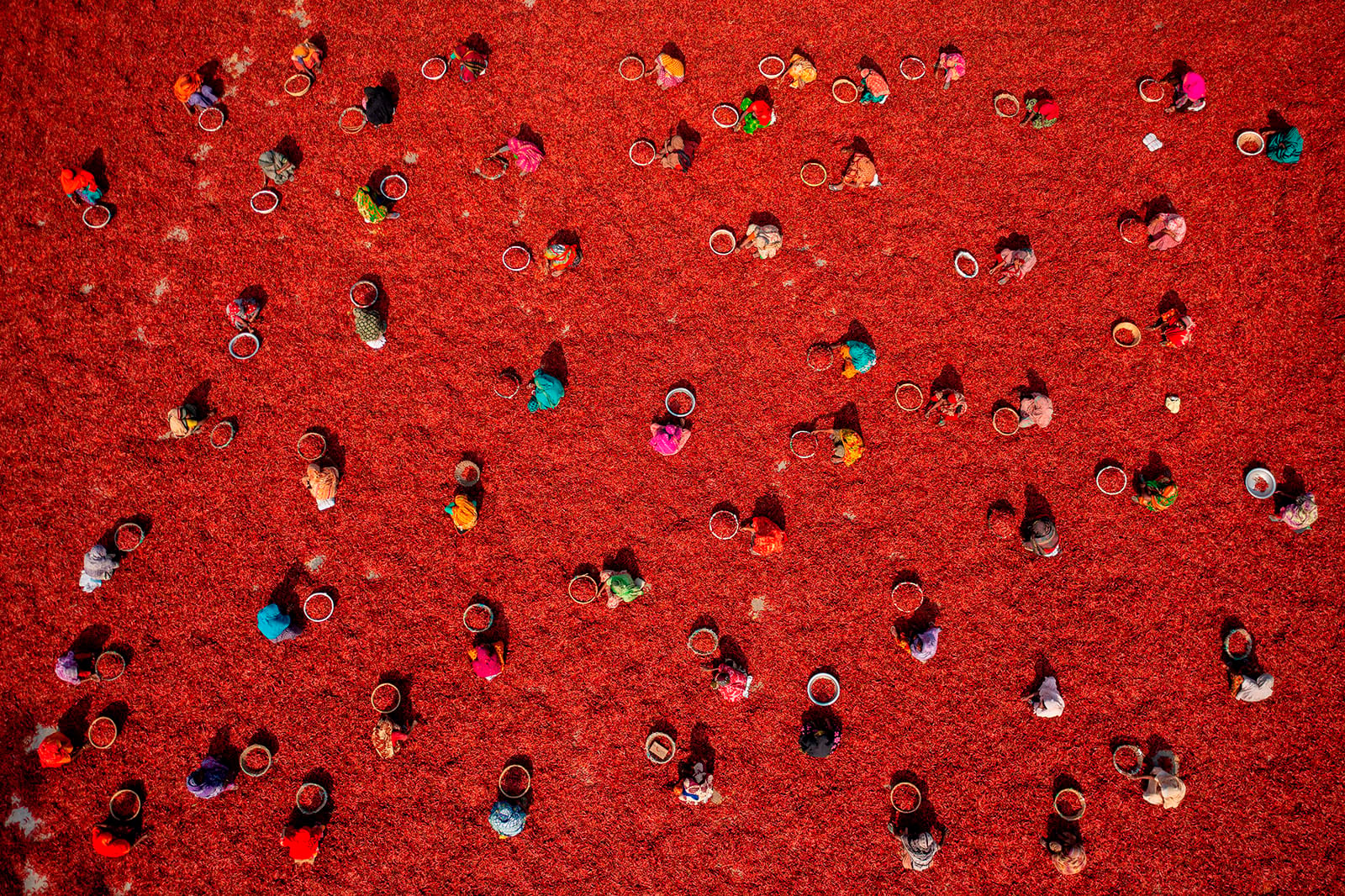 Aerial view of many people in colorful clothing picking red chilies on a bright red field, each with a basket beside them, creating a striking pattern across the scene.