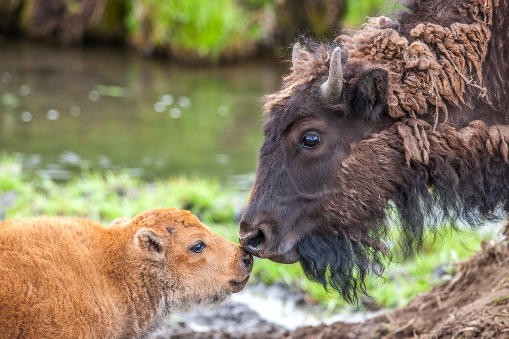 A young bison calf and an adult bison touch noses near a grassy water’s edge, displaying a tender moment of connection in nature.