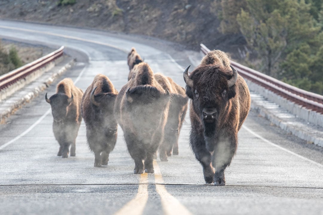 A group of bison walk down a paved road, with steam rising from their breath in cool air. Trees and a rocky hill are visible in the background.