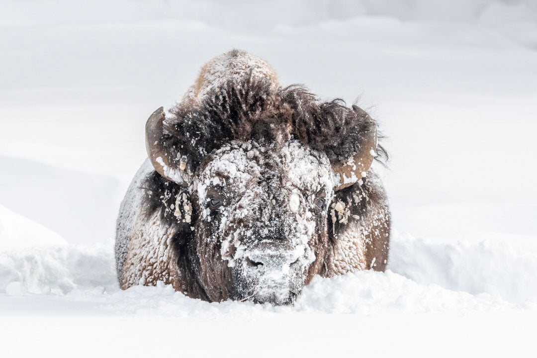 A bison covered in snow lies in a snowdrift, its fur and face dusted with white, surrounded by a wintry landscape.