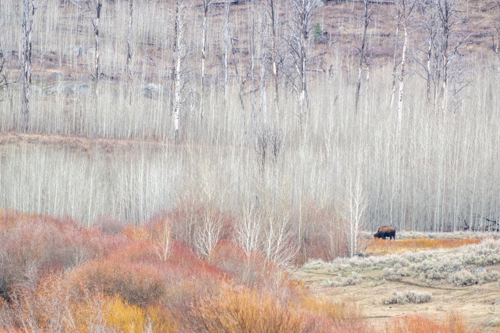 A lone bison stands in a clearing surrounded by colorful shrubs and leafless trees, with a forest of tall, pale trunks extending into the background.