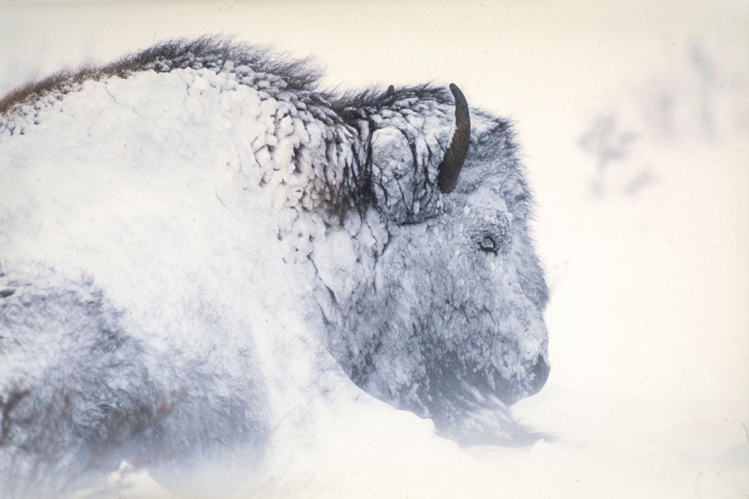 A bison covered in snow lies down in a snowy landscape, partially blending into the white background due to heavy frost and wintry conditions.