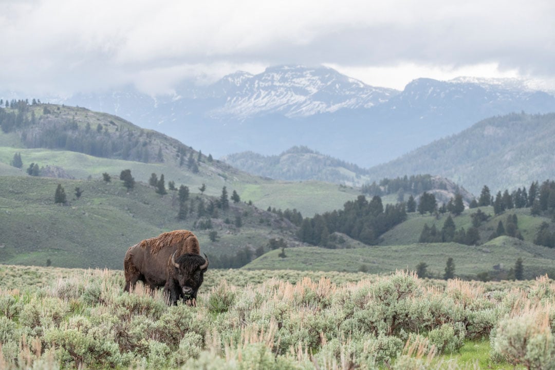 A lone bison grazes in a grassy field with rolling green hills and snow-capped mountains in the background under a cloudy sky.