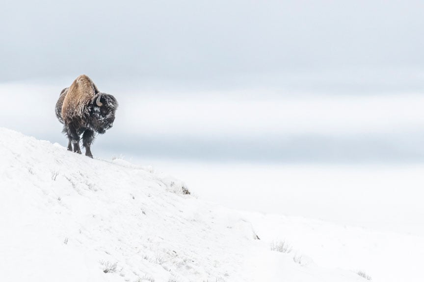 A lone bison stands on a snowy slope, surrounded by a white, wintry landscape under an overcast sky.