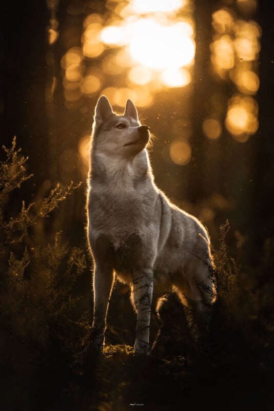 A wolf stands in a forest with sunlight streaming through the trees behind it, creating a golden glow and illuminating its fur.