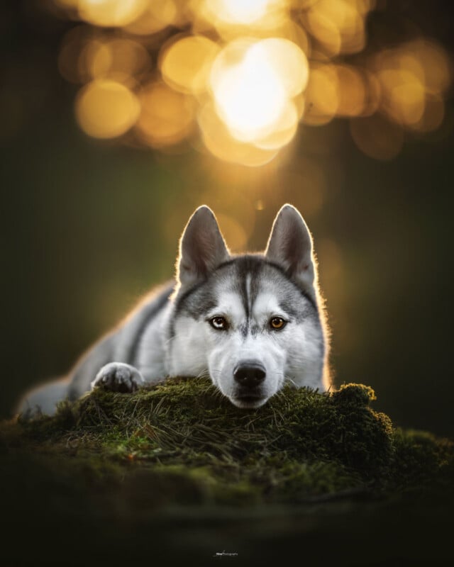 A Siberian Husky with striking blue eyes lies on green moss, gazing directly at the camera. The background is softly blurred with warm golden bokeh, giving the scene a tranquil and dreamy atmosphere.