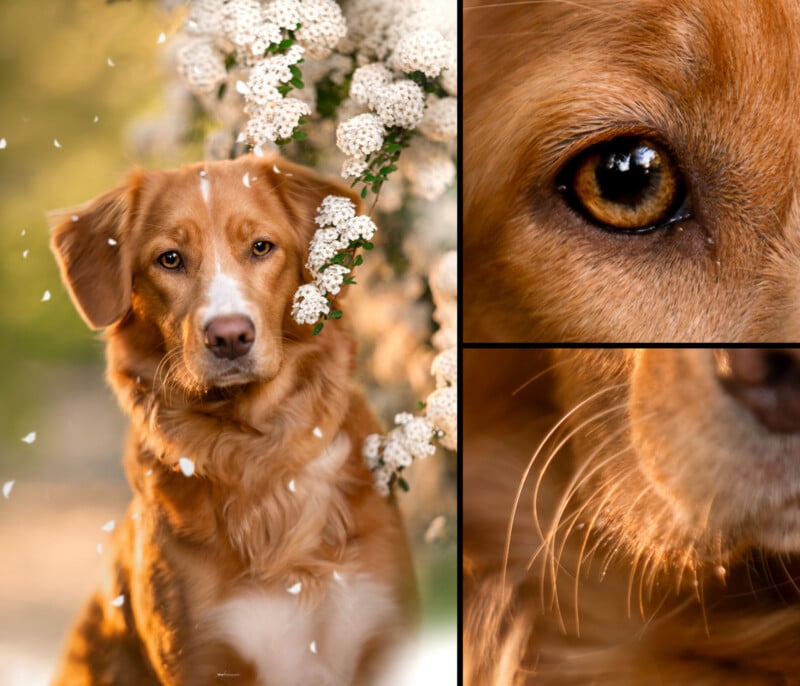 A collage showing a golden-brown dog with white markings sitting near white flowers, alongside close-up images of the dog's eye and snout with visible fur and whiskers. Petals are falling around the dog.