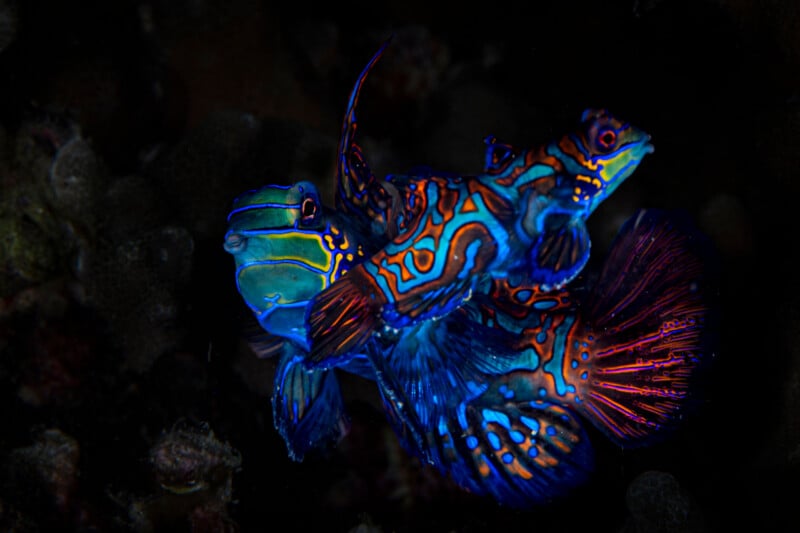 Two vibrant mandarin fish with blue, green, and orange patterns swim closely together in dark water, their fins and bodies illuminated against the black background.